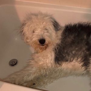 Meet your Posher, Morgan